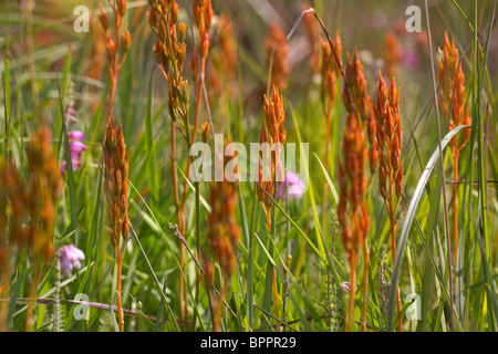 Bog asphodel (Narthecium ossifragum). Stock Photo