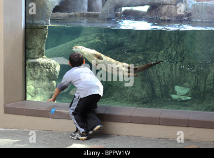 Pre-school boy watches through glass as an otter swims under water at the Texas State Aquarium in Corpus Christi, Texas, USA
