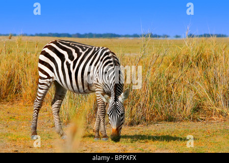 African Wild Zebra. Kenya. Amboseli national park. Stock Photo