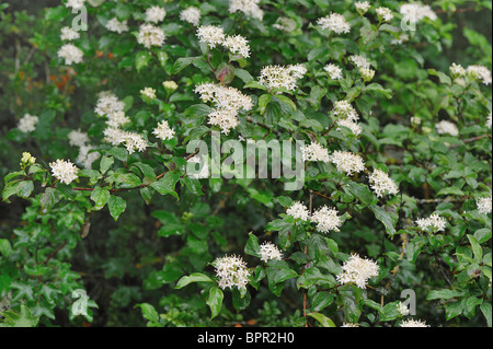 Bloodtwig dogwood (Cornus sanguinea) flowering at spring Stock Photo