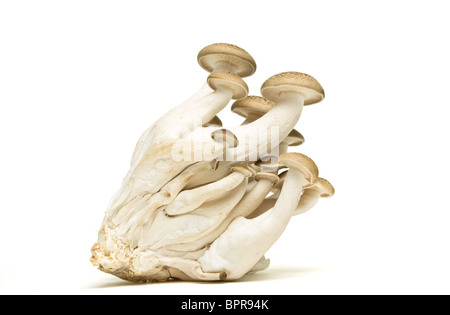 Abstract clump of Brown beech mushrooms ( Buna Shimeji) isolated on white. Stock Photo