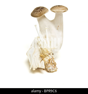 Abstract Exotic mushrooms of Enoki and Brown Beech ( Buna Shimeji) isolated on white. Stock Photo