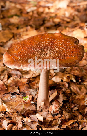 Rufous Milkcap mushroom (lactarius rufus) Stock Photo