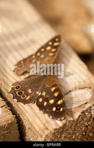 Speckled Wood Butterfly, Pararge aegeria, in Summer Stock Photo