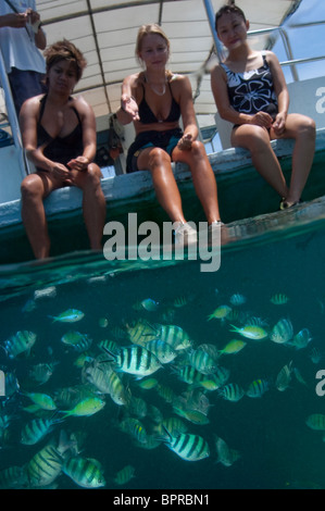 Split shot of tourists sitting on pontoon, looking at schools of Damselfishes, front view, Sapi Island, Sabah, Malaysia Stock Photo
