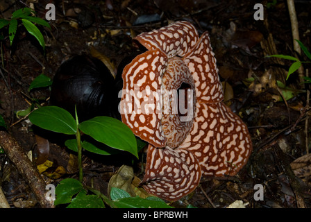 Rafflesia in flower, Rafflesia Pricei, Tambunan Forest reserve, Sabah, Borneo. Stock Photo