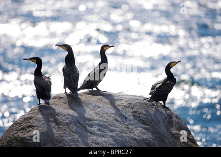 Four cormorants sitting on a rock. Stock Photo