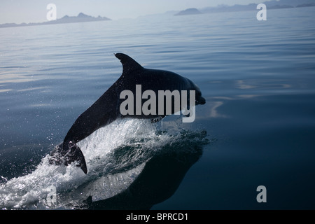 A dolphin jumps in the bay near the town of Loreto in Mexico's southern Baja California state Stock Photo