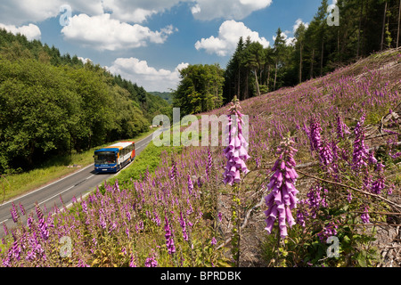 Local Bus traveling on country road through Forest of Dean, Gloucestershire UK passing bank of purple foxgloves. Stock Photo