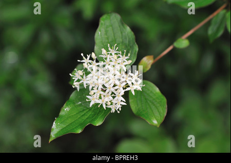 Bloodtwig dogwood (Cornus sanguinea) flowering at spring Stock Photo