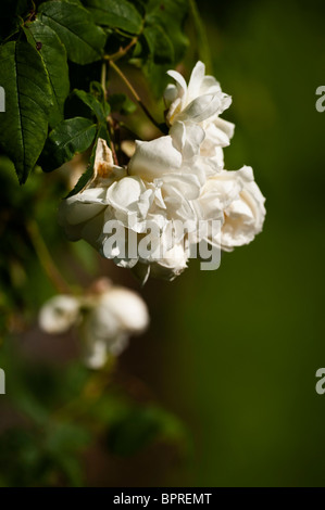 Rosa moschata ‘Autumnalis’ in bloom Stock Photo