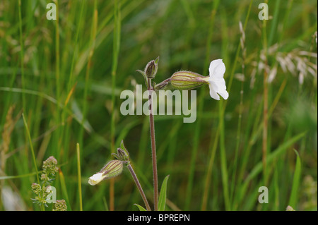 White campion (Silene alba - Melandrium album - Silene latifolia) flowering at spring Stock Photo