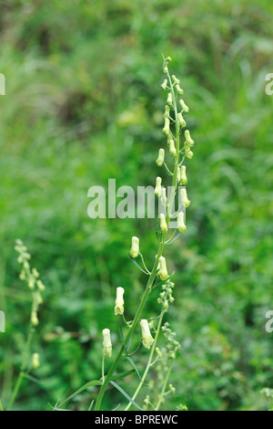 Wolfbane (Aconitum vulparia- Aconitum lycoctonum subsp. vulparia) flowering at spring - Cevennes - France Stock Photo