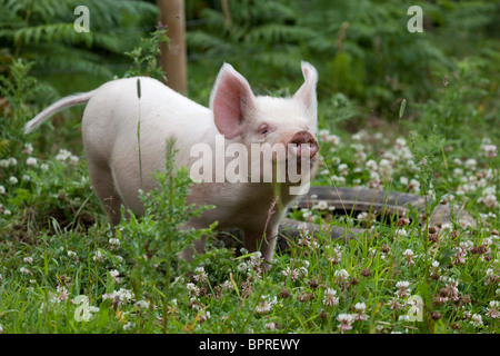 Piglet; Middle White Cross; Stock Photo