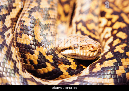 Detail of Scrub Python coiled up Stock Photo