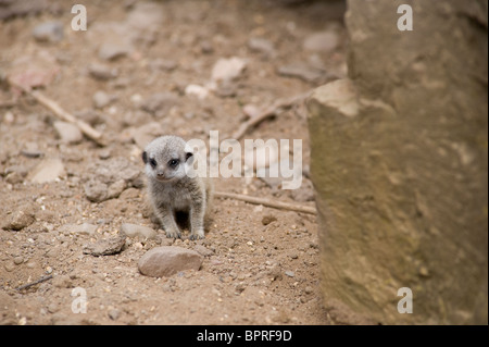 Very young meerkat pup (suricata suricatta) sitting on the ground. Stock Photo
