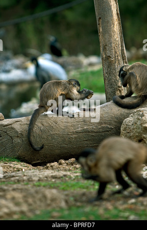 Black headed capuchin Monkey using a stone to crack a nut Stock Photo