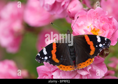 Red Admiral butterfly; Vanessa atalanta; on a rose Stock Photo