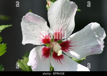 Big, up close, Rose-Of-Sharon flower in full bloom wide open after a rain shower with glistening beads of water still on petals. Stock Photo