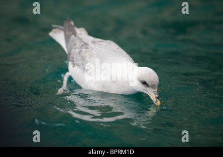 Northern Fulmar (Fulmarus glacialis) Excreting salt, Bear island, Barents Sea, Norway Stock Photo