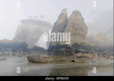 Seastacks in fog, Elephant Rock, Quinault Indian Reservation, Pacific Coast, Washington, USA Stock Photo
