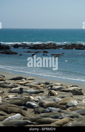 Elephant seals on the beach at Piedras Blancas, Big Sur, Southern California Stock Photo