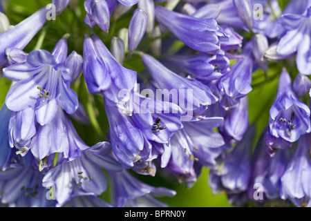 Blue African Lily (Agapanthus) flowers in bloom in late summer. UK Stock Photo