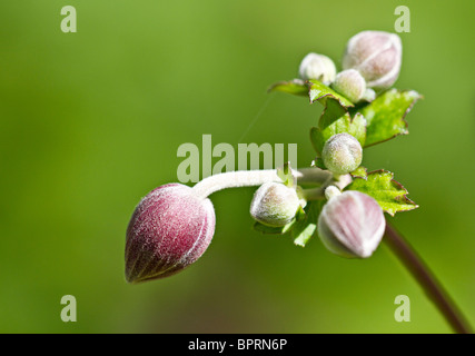 England UK. Pink Japanese Anemone flower buds in early Autumn (anemone x hybrida) Stock Photo