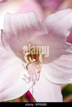 Close up of pink DayLily Stock Photo