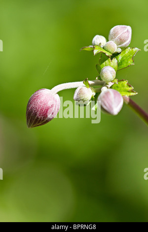 England UK. Pink Japanese Anemone flower buds in early Autumn (anemone x hybrida) Stock Photo