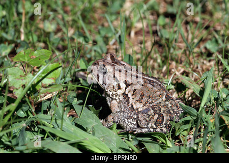An American Toad, Bufo americanus, sitting in the grass. Leamings Run Gardens, Cape May Court House, New Jersey, North America. Stock Photo