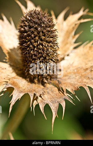 Sea Holly 'Miss Willmott's Ghost' in Autumn ready to be cut back. UK Stock Photo