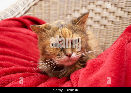 Old cat sat in a chair on its special blanket Stock Photo