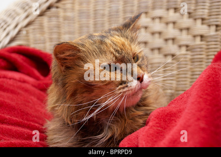 Old cat sat in a chair on its special blanket Stock Photo