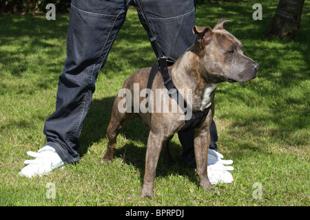 A Staffordshire Bull Terrier. Stock Photo