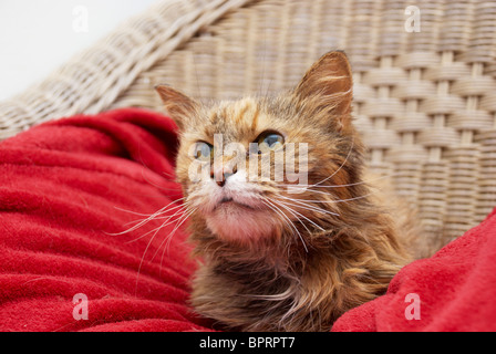 Old cat sat in a chair on its special blanket Stock Photo