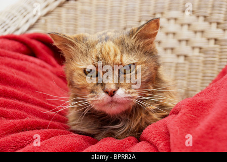 Old cat sat in a chair on its special blanket Stock Photo