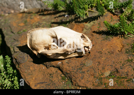 European Badger Skull, Meles meles, Mustelidae Stock Photo