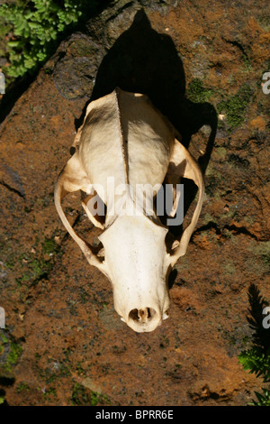 European Badger Skull, Meles meles, Mustelidae Stock Photo