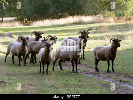 A Flock of Soay Sheep, Ovis aries, Caprinae, Bovidae, Rammamere Heath, Bedfordshire. Used to Maintain Heathland Environment. Stock Photo