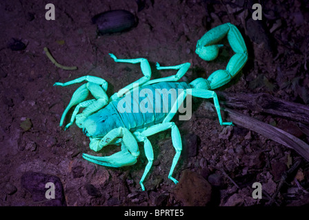 A Giant Desert Hairy Scorpion at night under UV light. Stock Photo