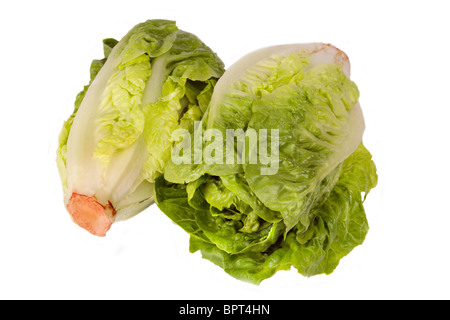 Romaine / cos lettuce - Lactuca sativa L. var. longifolia Stock Photo