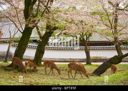 Tame deer graze underneath cherry blossoms (sakura) outside the Tōdai-ji temple in Nara, Japan. Stock Photo