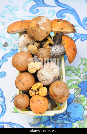 Various types of freshly picked mushrooms for sale on a market stall in Jurmala, Latvia Stock Photo