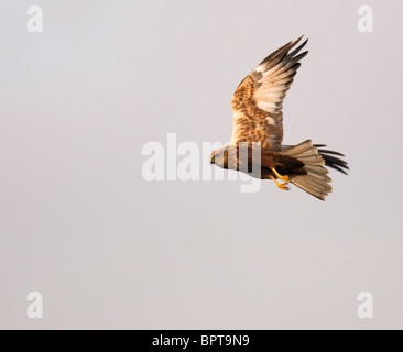 Juvenile Marsh Harrier in flight over Norfolk Stock Photo