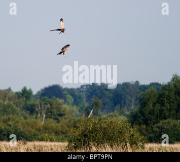 Pair of Male Marsh Harriers over Norfolk reedbed Stock Photo