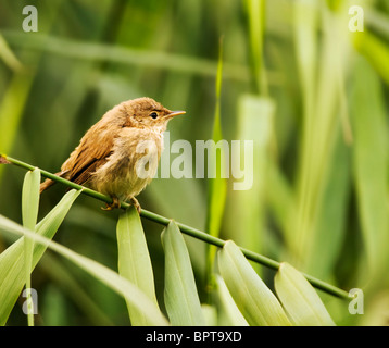 Cetti's Warbler perched on reed in Norfolk Stock Photo