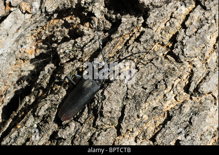Great capricorn beetle (Cerambyx cerdo) on a tree - Vaucluse - Provence - France Stock Photo
