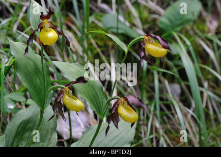 Yellow lady's slipper orchid (Cypripedium calceolus) - Flowering at spring - Cevennes - France Stock Photo