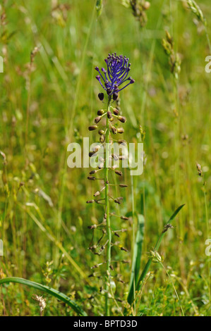 Tufted Grape Hyacinth - Tassel Grape Hyacynth - Hairy Muscari - Edible Muscari (Muscari comosum) flowering at spring Stock Photo